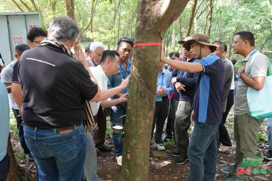 2025年IRRDB（国际橡胶研究与生长委员会）橡胶树死皮康复手艺国际聚会代表考察海南橡胶广坝分公司树模基地