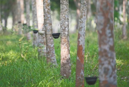 ladbrokes立博-公司官网