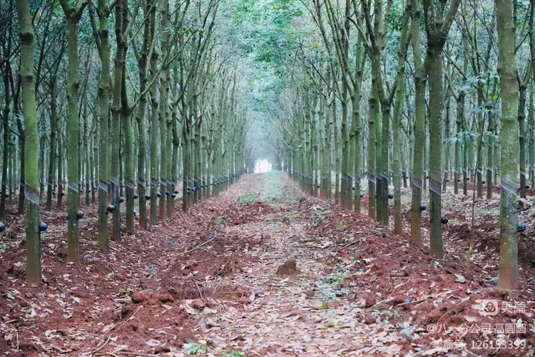 ladbrokes立博-公司官网